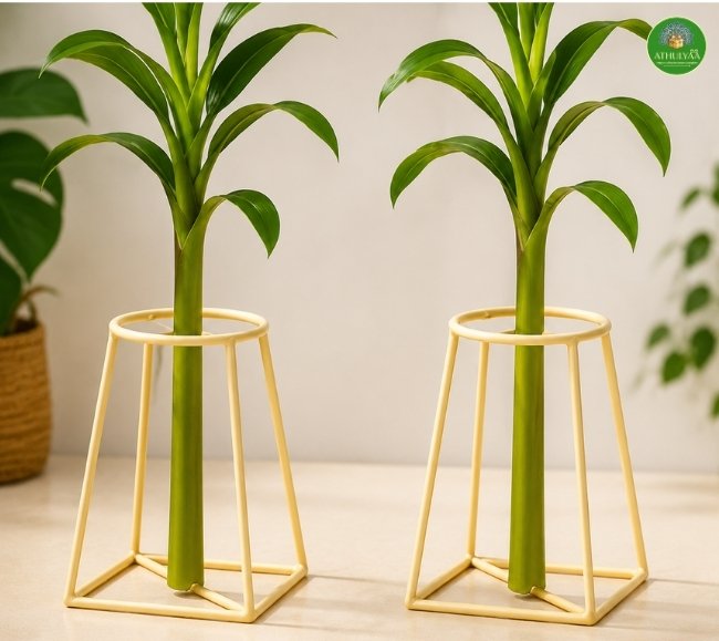 Banana Stand for Pooja - Pair