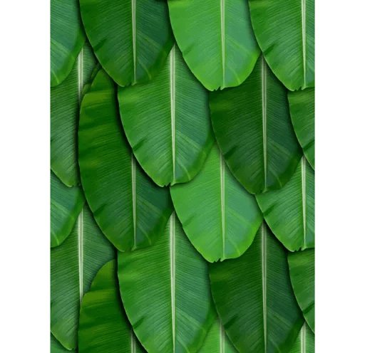 Banana Leaf Backdrop